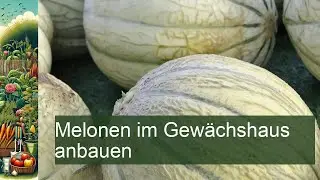 Melonen im Gew&auml;chshaus anbauen