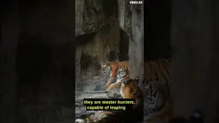 Unleash the tiger's spirit, soul, majesty