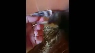 Ferret Shows Human her Babies