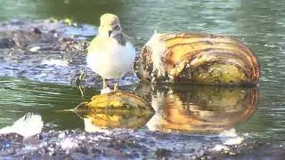 Filmpje 3 van een kleine plevier op de Kattesteertvijver. Dinsdagavond 5 /08 /2025 #andrenuyens 