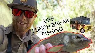 SPECIES #5: MOUNTAIN WHITEFISH (PROSOPIUM WILLIAMSONI)
