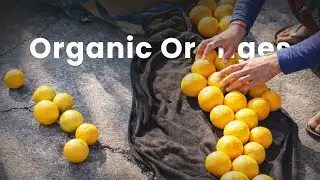 Handpicked Fresh Oranges From Village Farm 🍊
