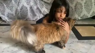 Persian cat love with kids ||melting hearts||baby cat videos 🤩  #playfulcat  cat #cat #shortsvideo