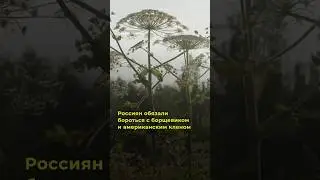 Россиян обязали бороться с борщевиком и американским кленом