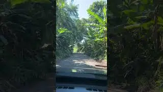 Descompress&atilde;o 🌳✨ #ch&aacute;cara #plantas #natureza #tranquilidade