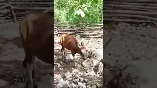 sapi bali terbaik #peternakpemula #ternaksapi #peternakansapi #beternak #cow #pecintasapi #sapijumbo