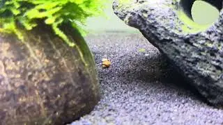Baby Brotia Pagodula falling