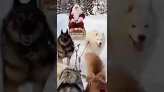 Santa's Sled Dog Adventure in the Snow!