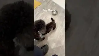 Dog Meetup &ndash; A Short Goodbye 🖤 #ToyPoodle #DogMemory #ChiuchiuThePoodle
