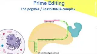 GENE EDITING THROUGH CRISPRCAS9 AND PRIME EDITING