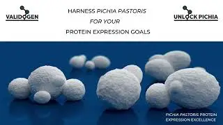VALIDOGEN's advanced UNLOCK PICHIA protein production strain development program