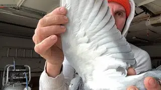 Proceso Para Que Un Palomo No Se Te Escape: 