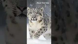 Macan Tutul Salju
