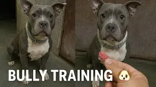 Bully ki training#bulley #pitbull #pitbulldog #doberman #boxerdog #facts #dogfacts #animals#dogbreed