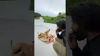 Man Plays Harmonica as Dog 