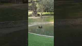 Canadian goose flying in slow motion.