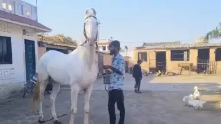 આજે  ઘોડી&zwnj; બતાવા&zwnj; ની&zwnj; છે. નુકરાથી&zwnj; #dancevideo #horselover #horse Rahil paleja