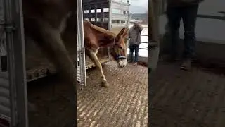 COLBYS CREW MUST HAVE 100s OF HORSES NOW, WHERE DO THEY ALL GO? 🧐 #rescuehorse