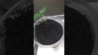 Bucket O seeds by Zach