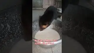 ini loh pakan musang agar obesitas