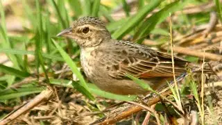 Bush Lark / Silverbil / Kite / Pipit