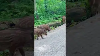 Dzika natura &ndash; dzika prawda