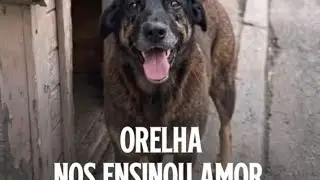 ESCOLHA AMAR/ AO INV&Eacute;S DA AGRESS&Atilde;O/  ❤️&zwj;🩹🐕🐕🐕🐕🐕🐕🐕🐕🐕🐕🐕🐕🐕🐕🐕🐕🐕🐕🐕🐕🐕#EDUCAREENSINANDOMELHOR. 📚