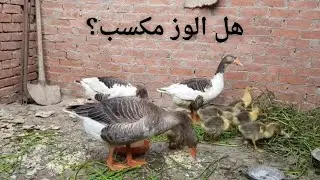 الوز بيبيض إمتى؟ وكم مرة في السنة؟ وهل تربيته مربحة؟        #duck #birds #مشروع_مربح 