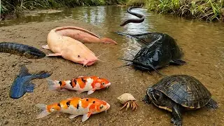 Menangkap Ikan Lele Besar Di Sungai Liar,Ikan Koi,Ikan Gabus,Ikan Betok,Belut,Kelomang,Ikan Cupang