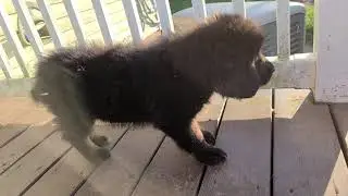 Asianbears.net June 29th aboriginal-european Tibetan Mastiff girl