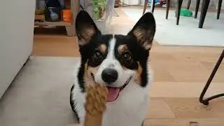 Scooter enjoys his last day before surgery