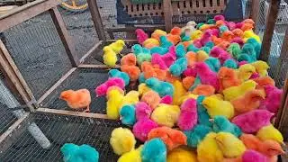 Funny Colorful Baby Chicks Making Cute Sounds 🐥🌈 Adorable Rainbow Chicks Chirping &ndash; Funny Chicken
