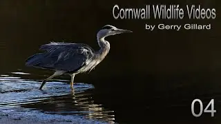 CORNWALL WILDLIFE VIDEOS 04. Canon R5 + RF 200-800. Grey Heron. Music by GG