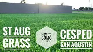 Como Cuidar la grama/pasto /Césped San Agustin