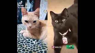 gatos