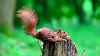 Squirrel Secrets: Top 10 Fascinating Facts