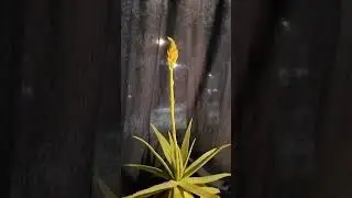 , Эволюция цветения алоэ вера. Часть 3.