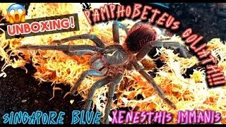 📦 FINALLY HERE! Tarantula Unboxing: Pamphobeteus Goliath, Singapore Blue & Xenesthis Immanis! 🕷️🔥