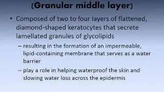 MBC Vet Tech Online Review 2.2 - The Integumentary System