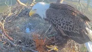 F23 brings grass and ready for egg duty | SWFL Eagles | Nov 23, 2025