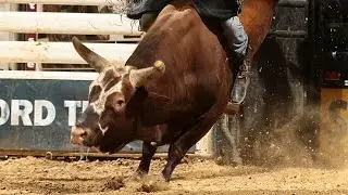 Bushwacker bucks off Stormy Wing (PBR)