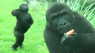 adorable Gorilla Ringo beat chest at keeper for food, lunch mukbang|Jabali金剛猩猩Ringo對保育員拍胸:這裏,番茄,涼薯吃播