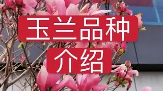 玉兰树庭院栽培品种介绍  -星玉兰  -碟玉兰 -  紫玉兰小姑娘系列 -  Magnolia