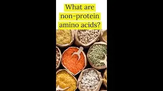 Non-protein amino acids kya hain ? What are non-protein amino acids?