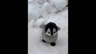 Cute Little Penguin Walking #shorts #tucute