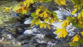 Trusting God&rsquo;s Timing | A 10-Minute Christian Meditation for Stillness & Surrender