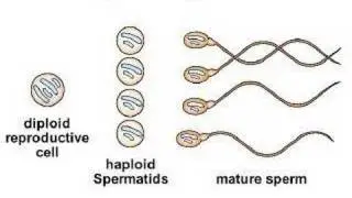 Gamete Formation