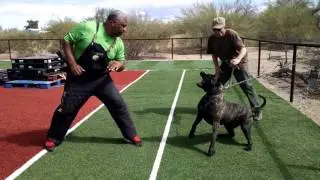 AlpineK9 11 Dog Workout at Hans place on sunday may 9 2016