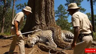 Animal rescue stories: Rescue clouded leopard from giant python attack