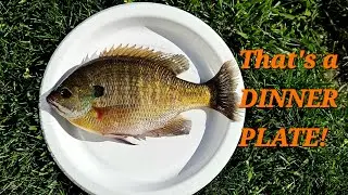 Catching MONSTER GILLS Using This Technique!  (Tight Lining! )